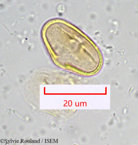 Bupleurum longifolium - lame n° 916