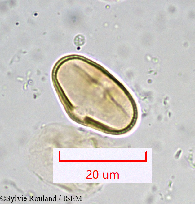 Sylvie.Rouland/Bupleurum_longifolium_916/Bupleurum_longifolium_916_0005(copy).jpg
