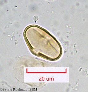 Bupleurum longifolium - lame n° 916