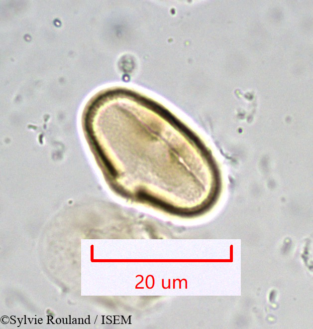 Sylvie.Rouland/Bupleurum_longifolium_916/Bupleurum_longifolium_916_0006(copy).jpg