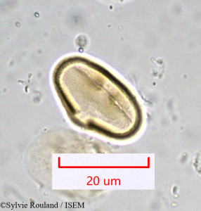 Bupleurum longifolium - lame n° 916