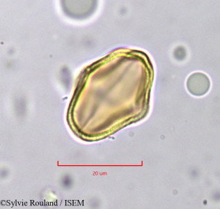 Sylvie.Rouland/Bupleurum_montanum_822/Bupleurum_montanum_822_0001(copy)_thumb.jpg