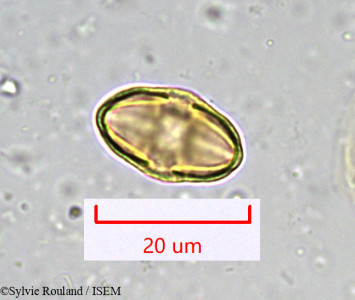 Sylvie.Rouland/Bupleurum_petraeum_917/Bupleurum_petraeum_917_0001(copy)_thumb.jpg