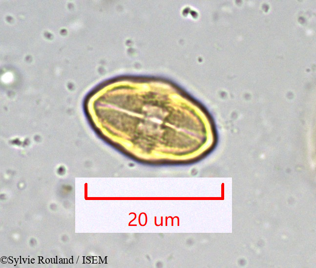 Sylvie.Rouland/Bupleurum_petraeum_917/Bupleurum_petraeum_917_0002(copy).jpg