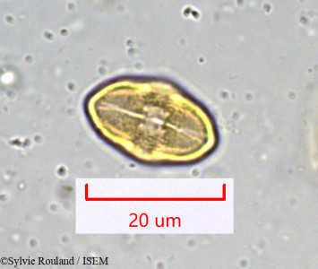 Bupleurum petraeum - lame n° 917