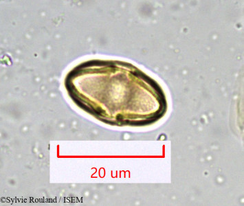 Bupleurum petraeum - lame n° 917
