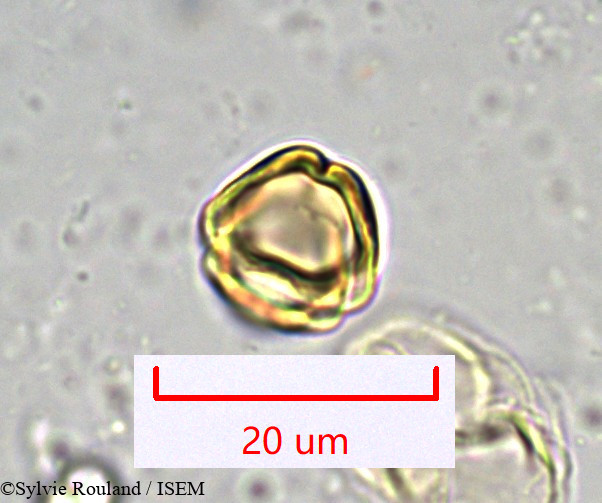 Sylvie.Rouland/Bupleurum_petraeum_917/Bupleurum_petraeum_917_0004(copy).jpg