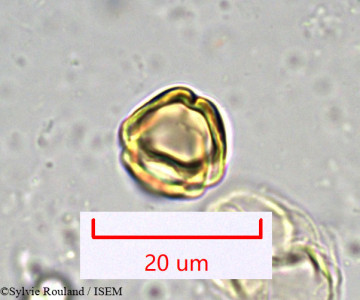 Bupleurum petraeum - lame n° 917