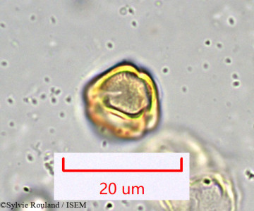 Bupleurum petraeum - lame n° 917