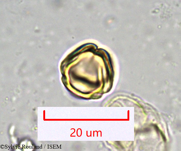 Sylvie.Rouland/Bupleurum_petraeum_917/Bupleurum_petraeum_917_0006(copy).jpg