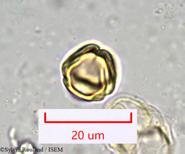 Bupleurum petraeum - lame n° 917