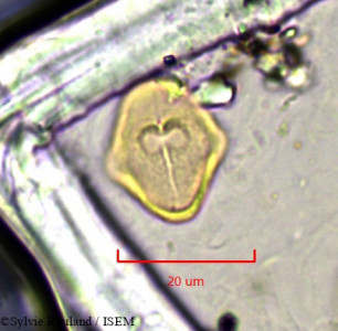 Sylvie.Rouland/Bupleurum_protractum_811/Bupleurum_protractum_811_0001(copy)_thumb.jpg