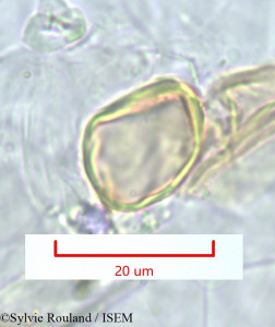 Burmannia madagascariensis - lame n° 1236