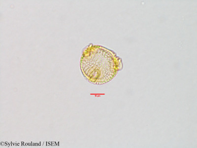 Sylvie.Rouland/Byttneria_baronii_3138/Byttneria_baronii_3138_0001(copy)_thumb.jpg
