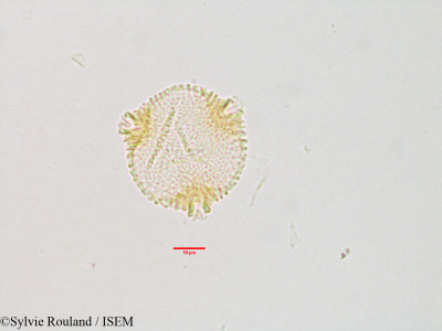 Sylvie.Rouland/Byttneria_macrantha_3135/Byttneria_macrantha_3135_0001(copy)_thumb.jpg