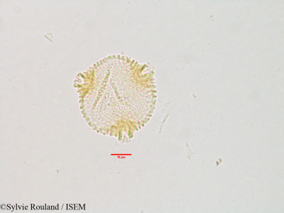 Byttneria macrantha - lame n° 3135