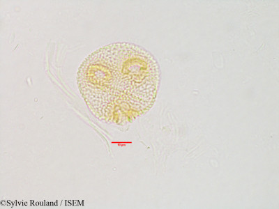 Byttneria macrantha - lame n° 3135