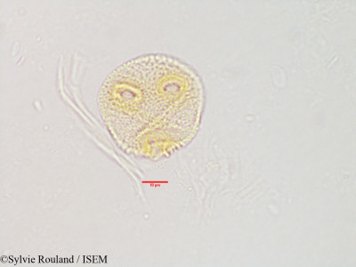 Byttneria macrantha - lame n° 3135