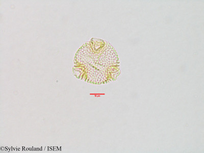 Sylvie.Rouland/Byttneria_nossibeensis_3134/Byttneria_nossibeensis_3134_0001(copy)_thumb.jpg