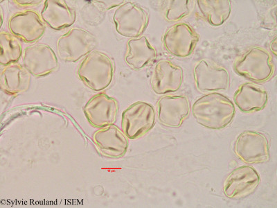 Sylvie.Rouland/Cadia_ellisiana_3391/Cadia_ellisiana_3391_0001(copy)_thumb.jpg