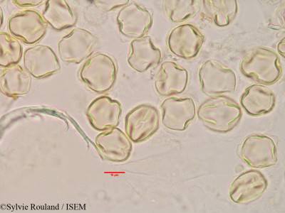 Cadia ellisiana - lame n° 3391