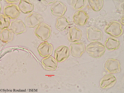 Cadia ellisiana - lame n° 3391
