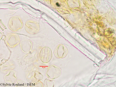 Cadia ellisiana - lame n° 3391