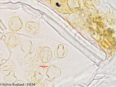 Cadia ellisiana - lame n° 3391