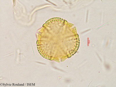 Sylvie.Rouland/Caesalpinia_coriaria_3853/Caesalpinia_coriaria_3853_0001(copy)_thumb.jpg