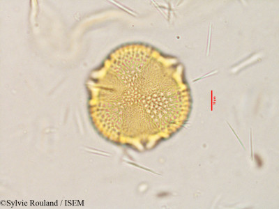 Caesalpinia coriaria - lame n° 3853