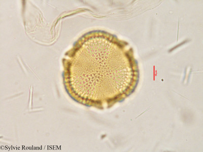Caesalpinia coriaria - lame n° 3853