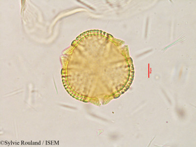 Caesalpinia coriaria - lame n° 3853
