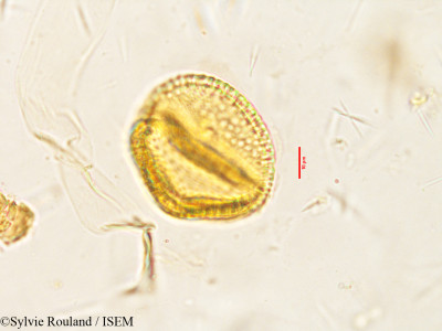 Caesalpinia coriaria - lame n° 3853
