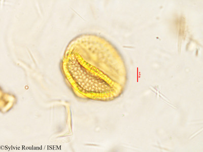 Caesalpinia coriaria - lame n° 3853