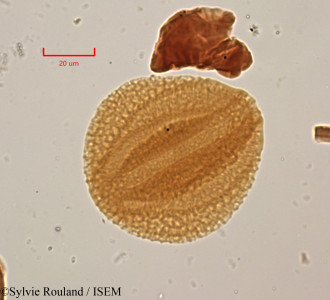 Caesalpinia decapetala - lame n° 2000