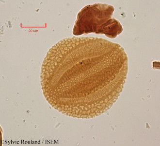 Caesalpinia decapetala - lame n° 2000