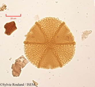 Caesalpinia decapetala - lame n° 2000