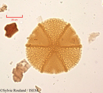 Caesalpinia decapetala - lame n° 2000