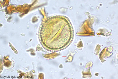 Caesalpinia digyna - lame n° 5560