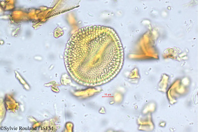 Caesalpinia digyna - lame n° 5560