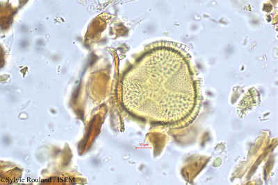 Caesalpinia digyna - lame n° 5560