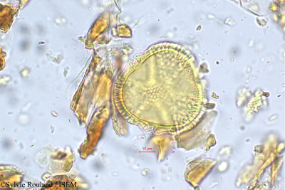 Caesalpinia digyna - lame n° 5560