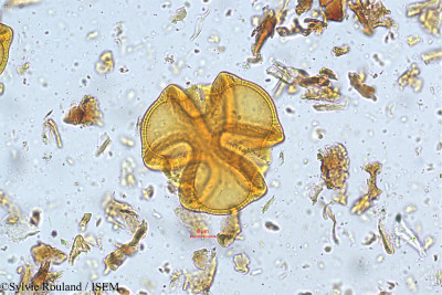 Sylvie.Rouland/Caesalpinia_mimosoides_5227/Caesalpinia_mimosoides_5227_0001(copy)_thumb.jpg