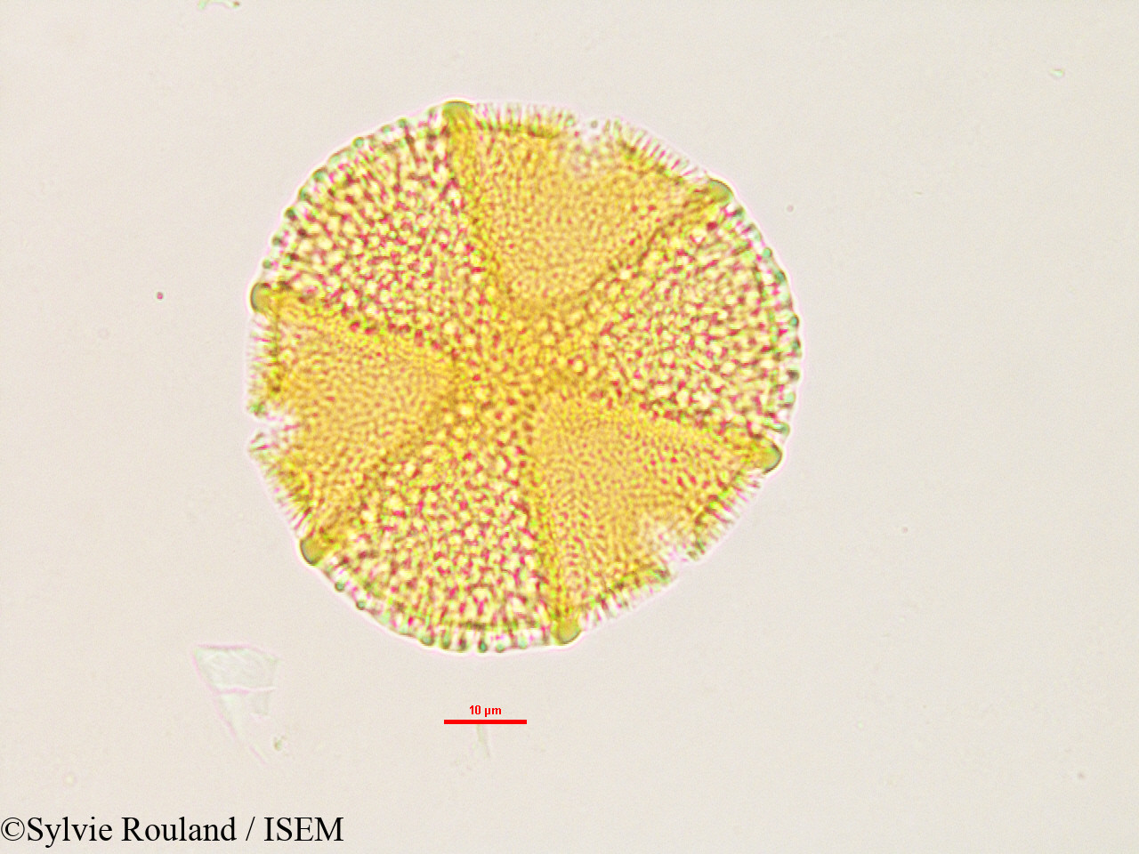Sylvie.Rouland/Caesalpinia_sp_2766/Caesalpinia_sp_2766_0002(copy).jpg