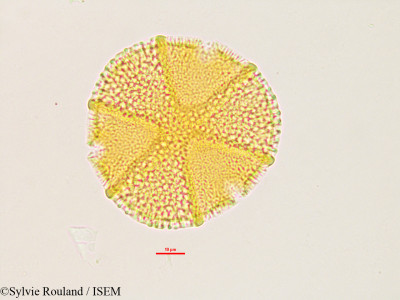 Caesalpinia - lame n° 2766