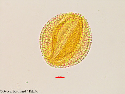 Caesalpinia - lame n° 2766