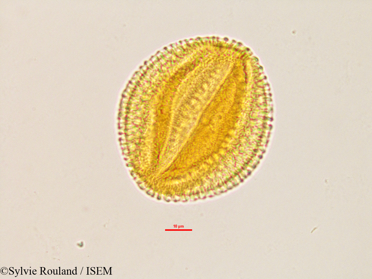 Sylvie.Rouland/Caesalpinia_sp_2766/Caesalpinia_sp_2766_0004(copy).jpg