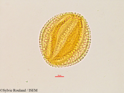 Caesalpinia - lame n° 2766