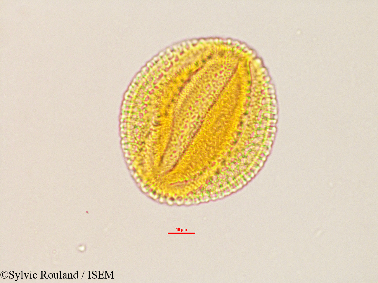 Sylvie.Rouland/Caesalpinia_sp_2766/Caesalpinia_sp_2766_0006(copy).jpg
