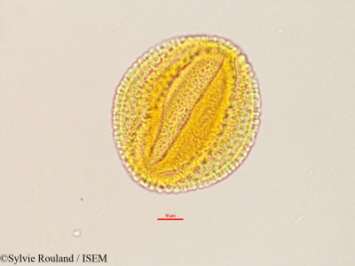 Caesalpinia - lame n° 2766